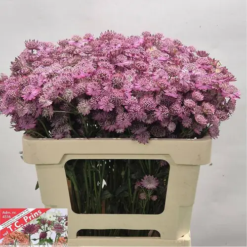 Astrantia lila Purple Sensation