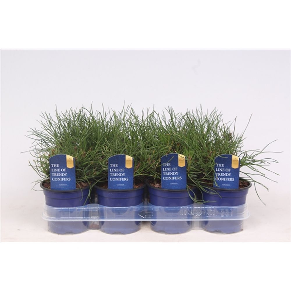 Pinus Mughus T11 H15