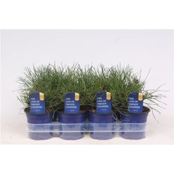 Pinus Mughus T11 H15