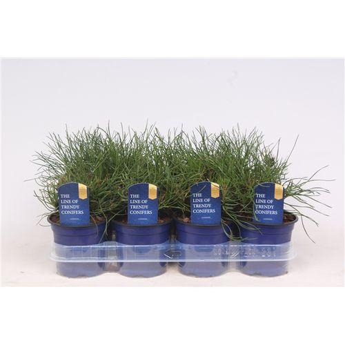 Pinus Mughus T11 H15