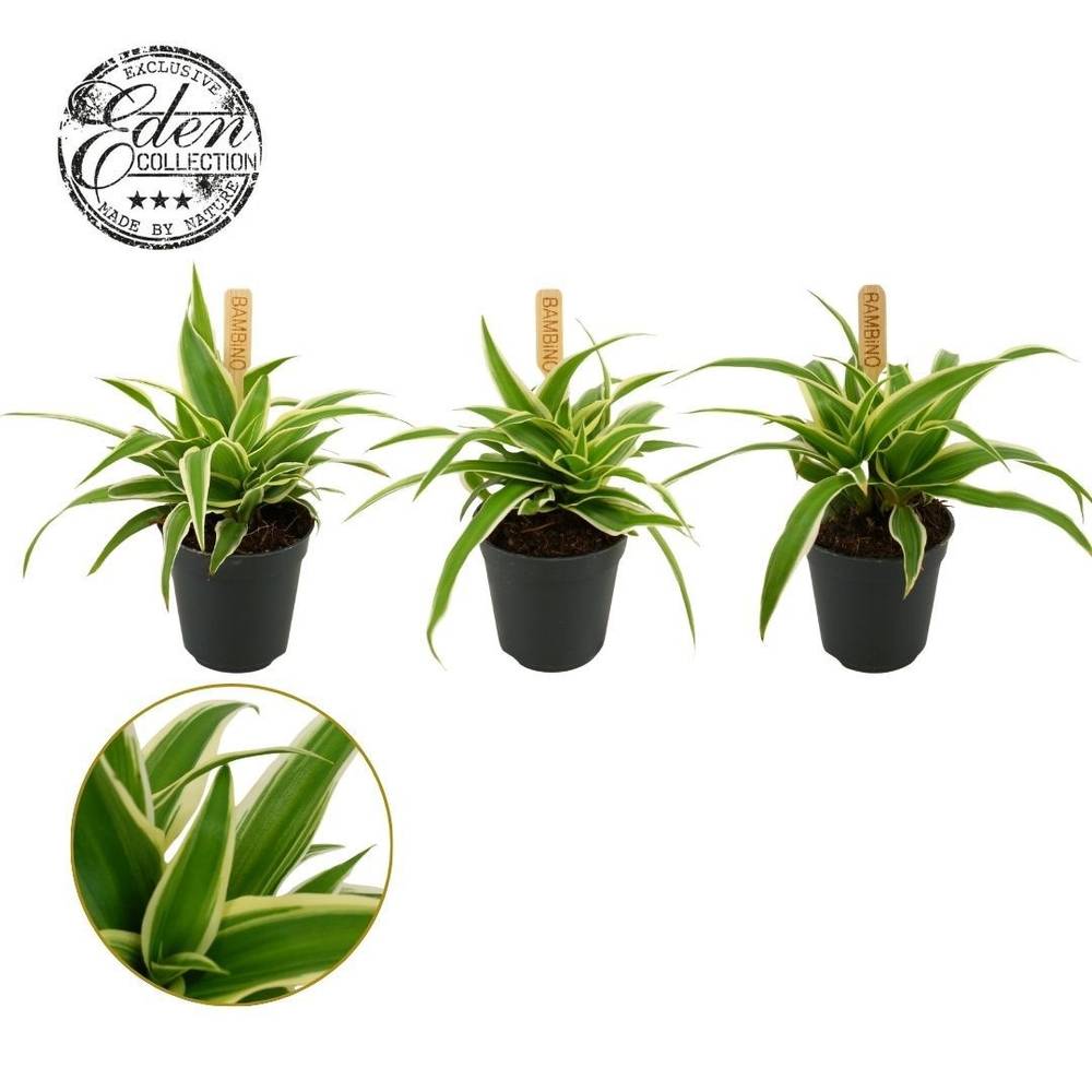 Chlorophytum Ocean T05,5 H10