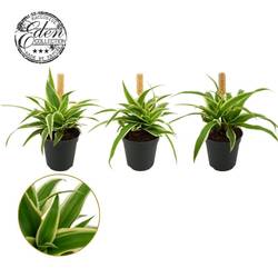 Chlorophytum Ocean T05,5 H10