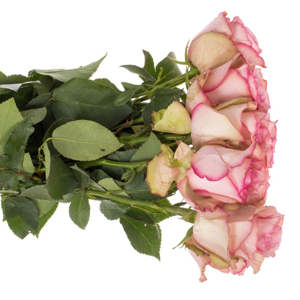 Rose creme/hell rosa Paloma Steffi 35cm
