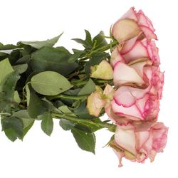 Rose creme/hell rosa Paloma Steffi 35cm