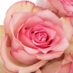 Rose creme/hell rosa Paloma Steffi 35cm