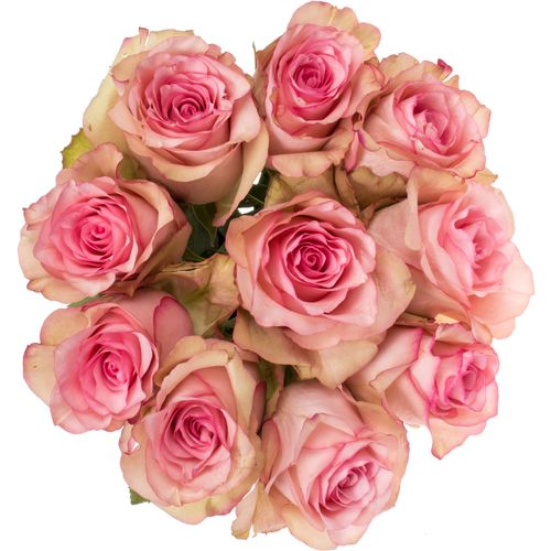 Rose creme/hell rosa Paloma Steffi 35cm