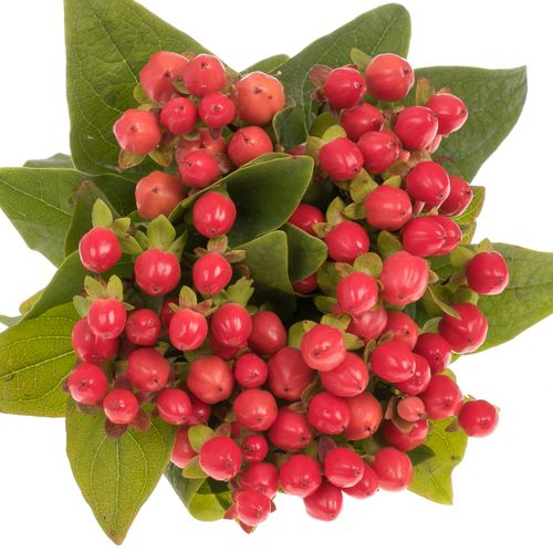Hypericum rot Coco Rio NL Extra 40cm
