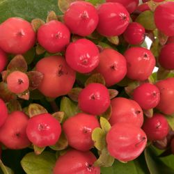 Hypericum rot Coco Rio NL Extra 40cm