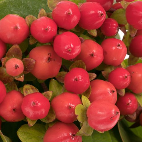 Hypericum rot Coco Rio NL Extra 40cm