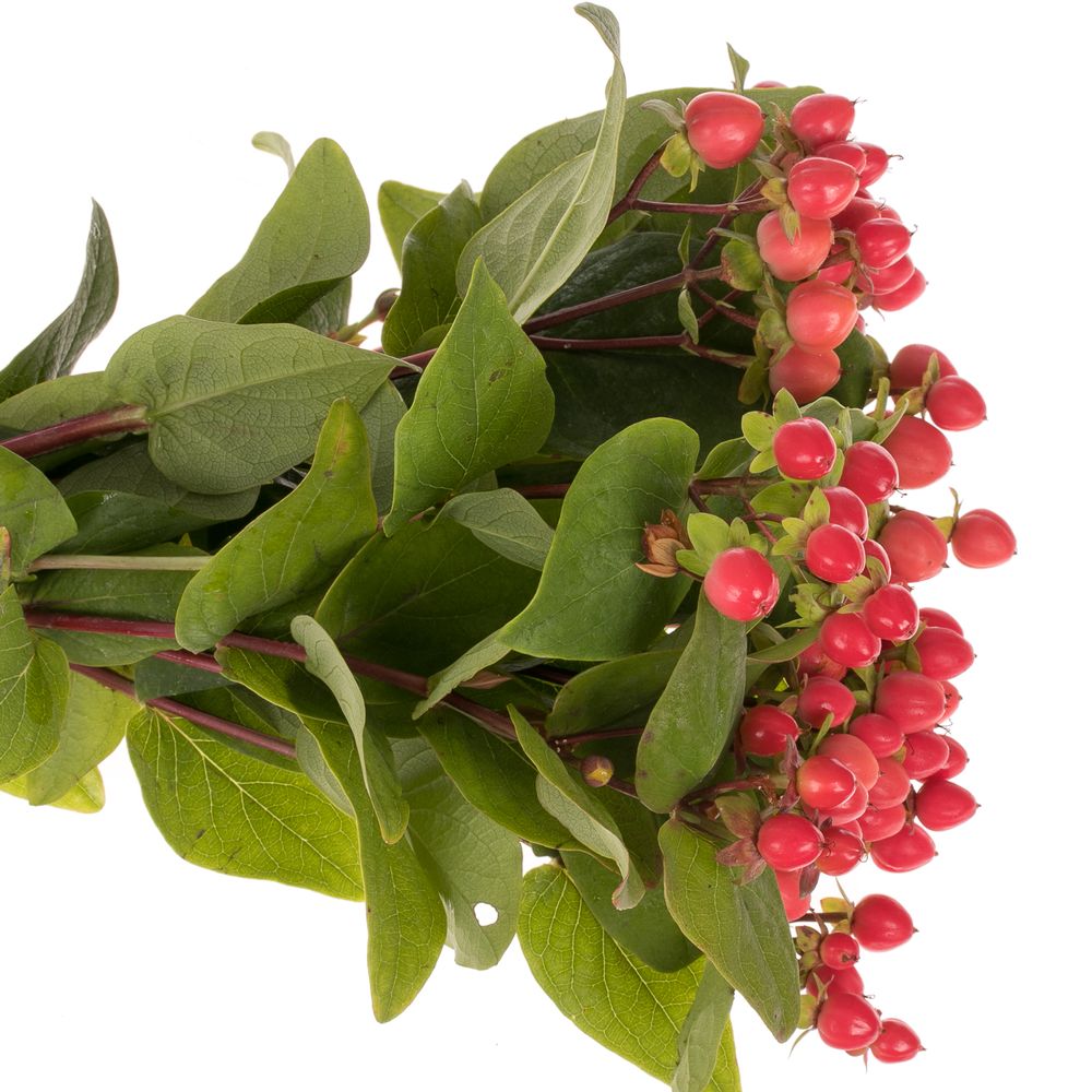 Hypericum rot Coco Rio NL Extra 40cm