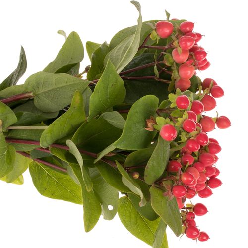 Hypericum rot Coco Rio NL Extra 40cm