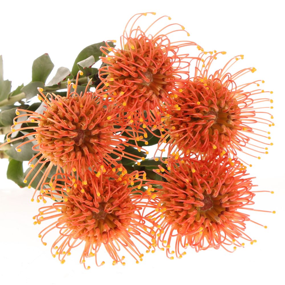 Nutans orange Gold Dust 40cm