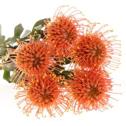 Nutans orange Gold Dust 40cm