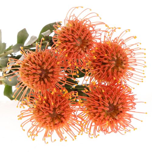 Nutans orange Gold Dust 40cm