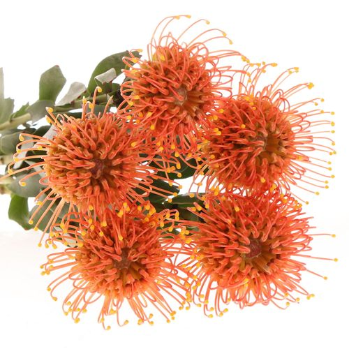 Nutans orange Gold Dust 40cm