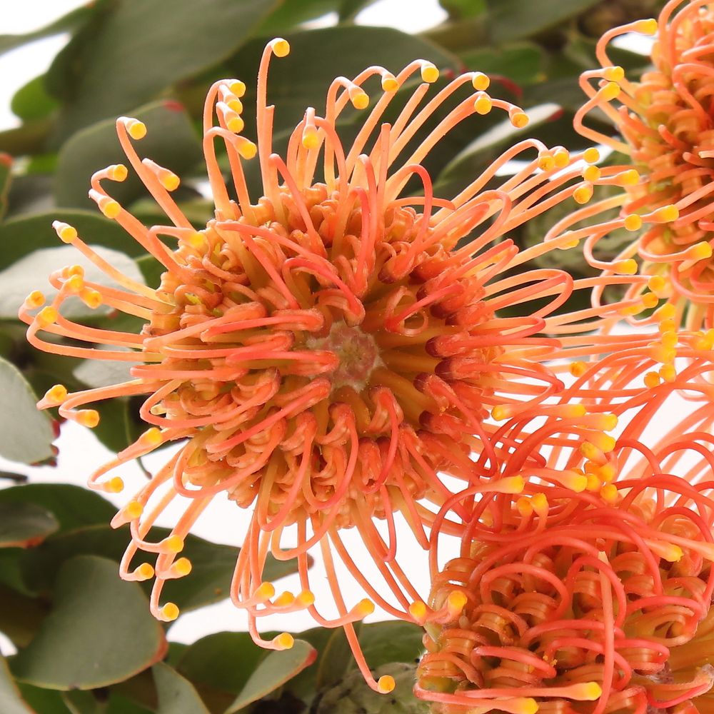 Nutans orange Gold Dust 40cm