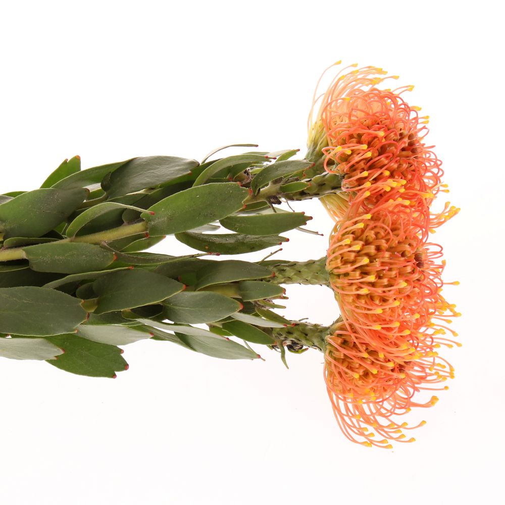 Nutans orange Gold Dust 40cm