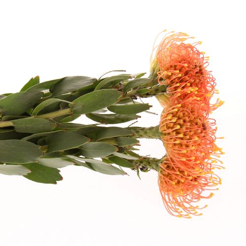 Nutans orange Gold Dust 40cm