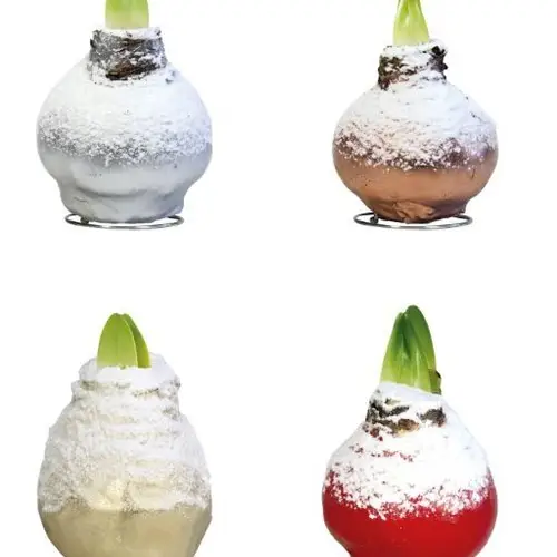 Amar.Bol Wachs mix Schnee rote Bl. 30cm H022