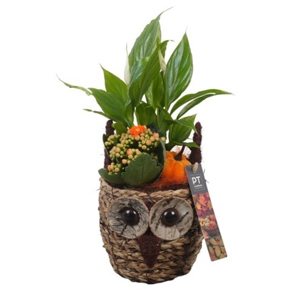 Spath.Arr PTHI5387 Herbst T11 H031