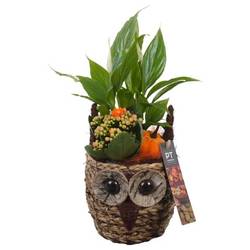 Spath.Arr PTHI5387 Herbst T11 H031