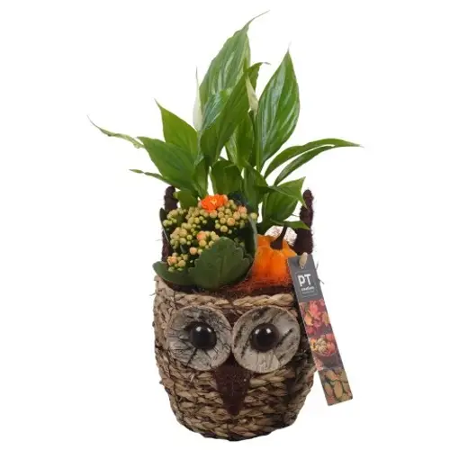 Spath.Arr PTHI5387 Herbst T11 H031
