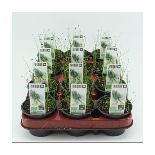 Bio Fruehlingszw.T9 Allium Fistulos T09 H015