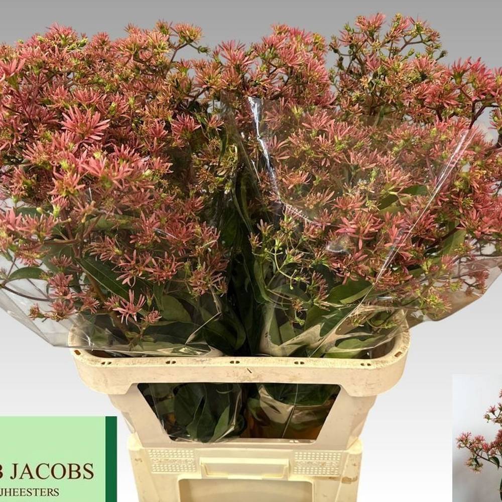 Heptacodium miconioides Royale Pink Star 90cm