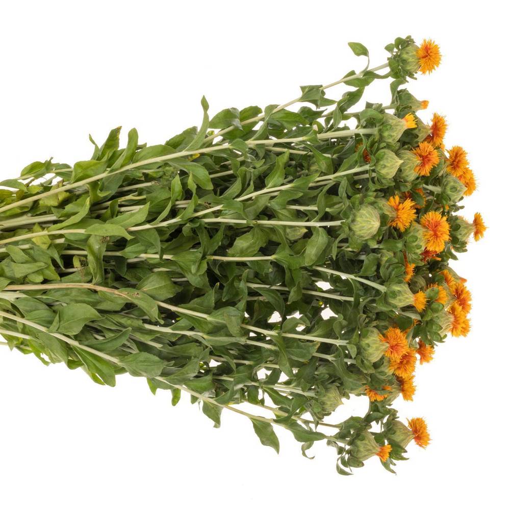 Carthamus orange Kinko 80cm
