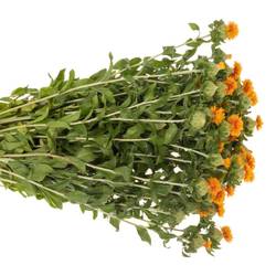 Carthamus orange Kinko 80cm