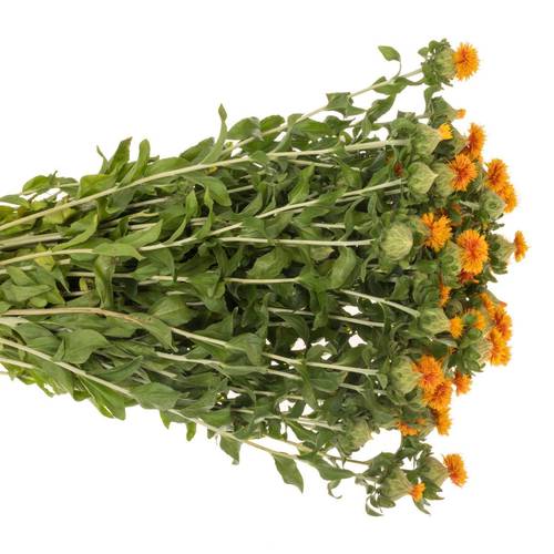 Carthamus orange Kinko 80cm