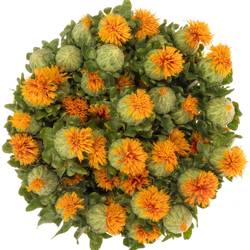 Carthamus orange Kinko 80cm