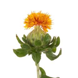 Carthamus orange Kinko 80cm