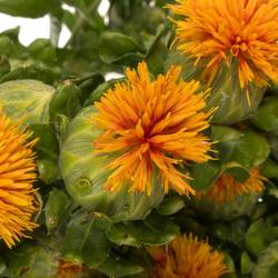 Carthamus orange Kinko 80cm