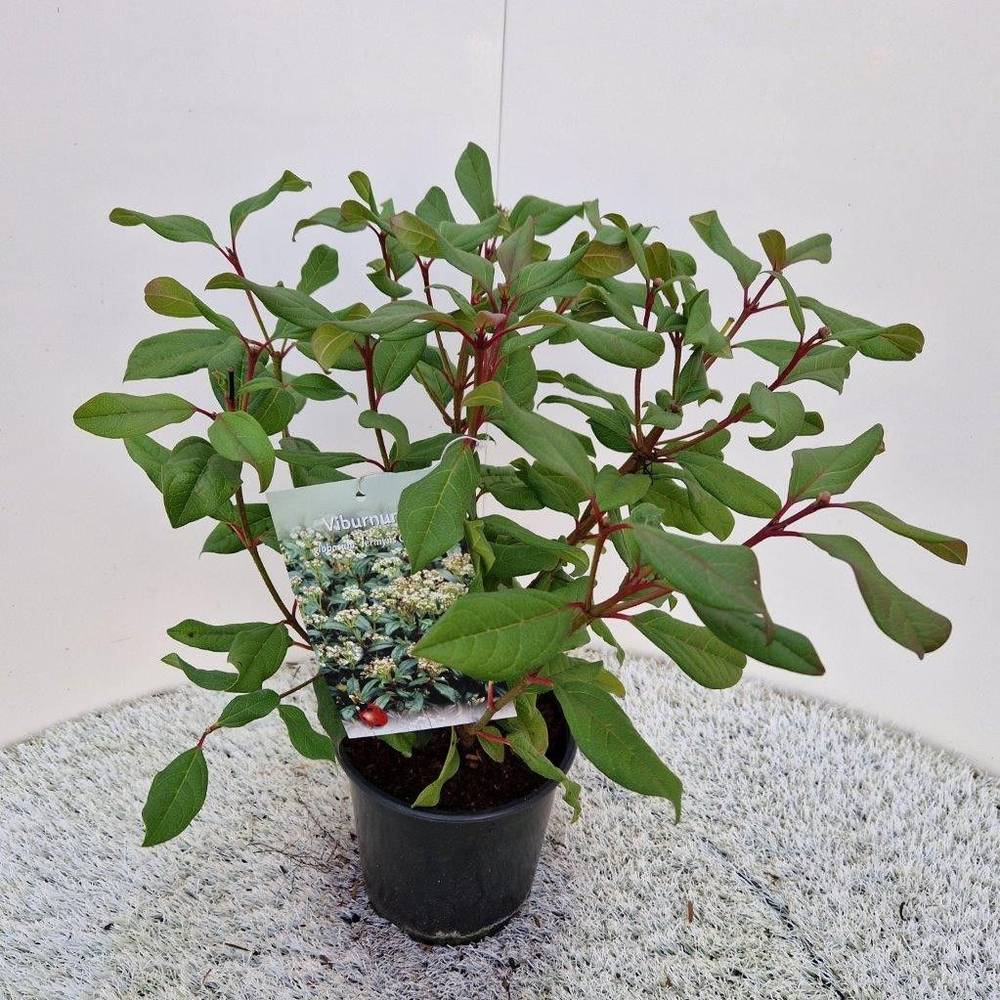 Viburnum Globosum weiss Jermyns Globe T17 H035