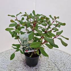 Viburnum Globosum weiss Jermyns Globe T17 H035