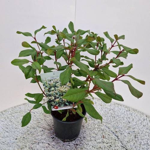 Viburnum Globosum weiss Jermyns Globe T17 H035