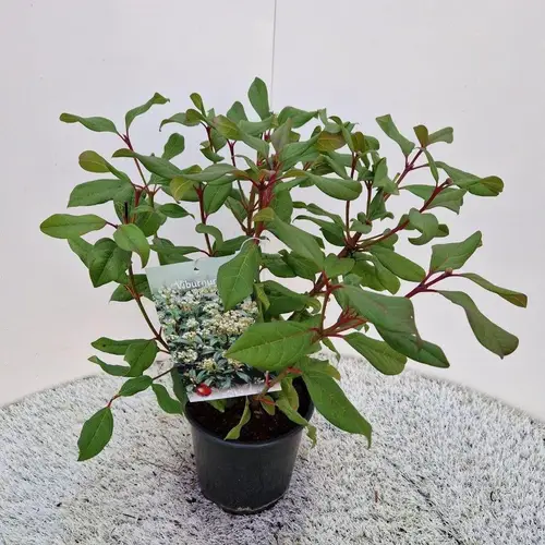Viburnum Globosum weiss Jermyns Globe T17 H035