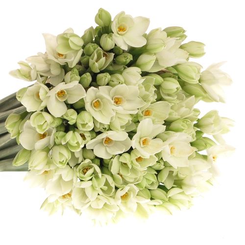 Tazetten weiss Import 50cm