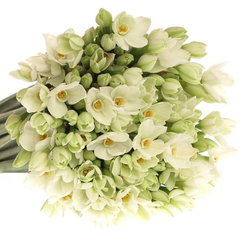 Tazetten weiss Import 50cm