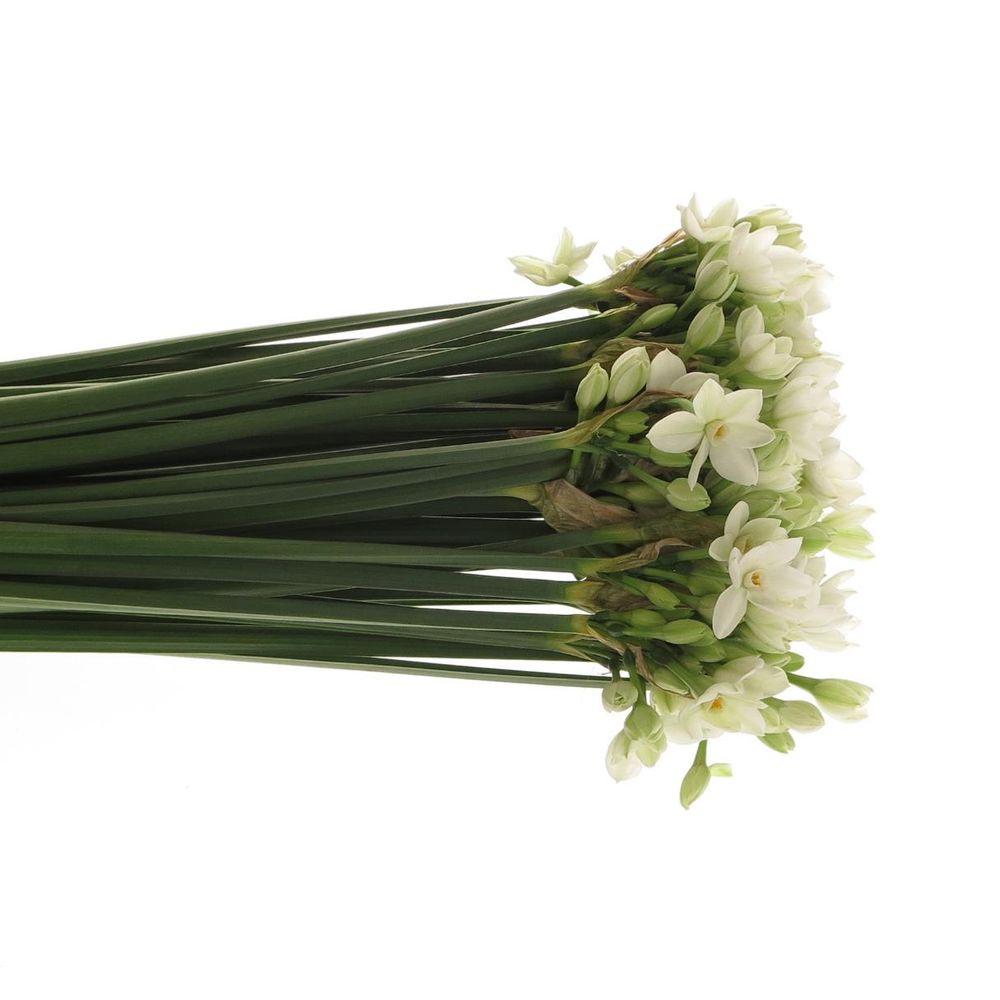 Tazetten weiss Import 50cm