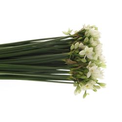 Tazetten weiss Import 50cm