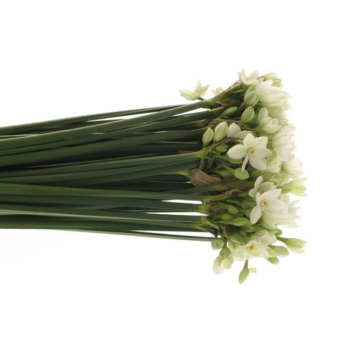 Tazetten weiss Import 50cm