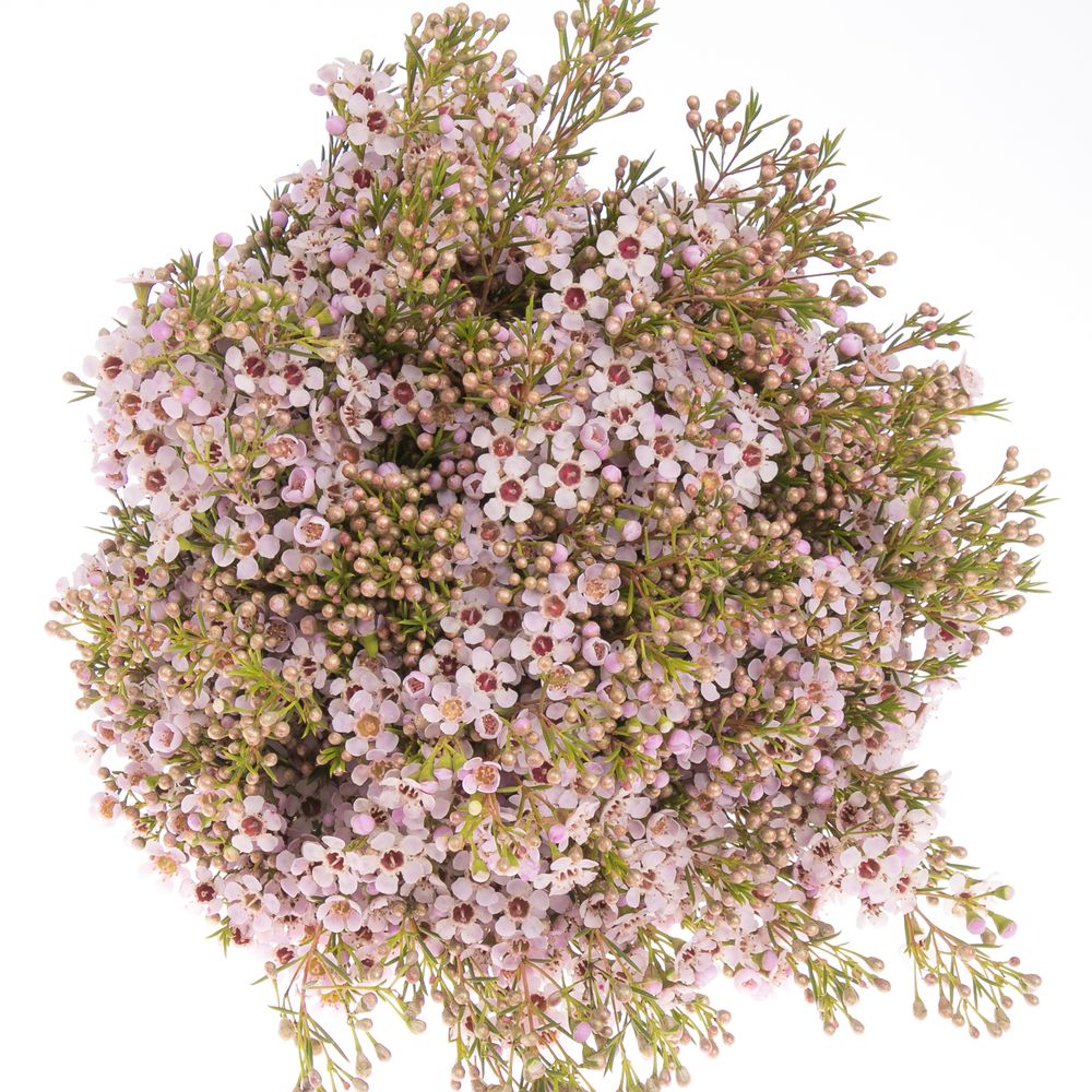 Wachsflower rosa Early 30 Gramm 50cm