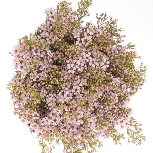 Wachsflower rosa Early 30 Gramm 50cm