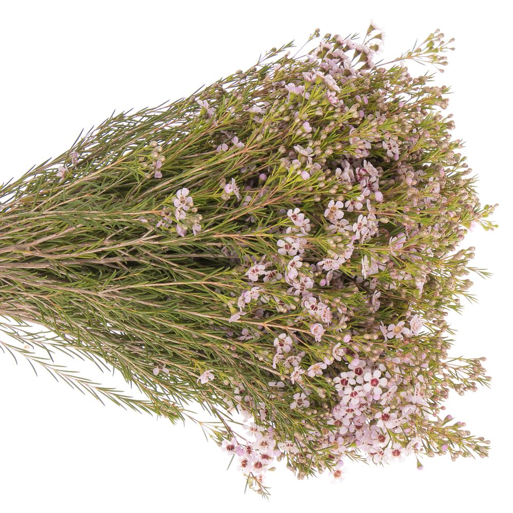 Wachsflower rosa Early 30 Gramm 50cm