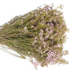 Wachsflower rosa Early 30 Gramm 50cm