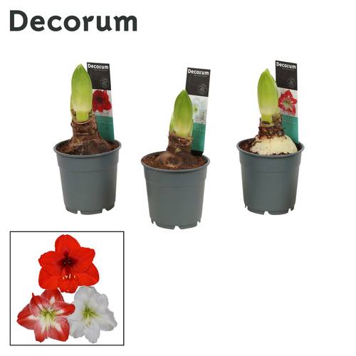 Amaryllis 2er mix D112198 T12 H025