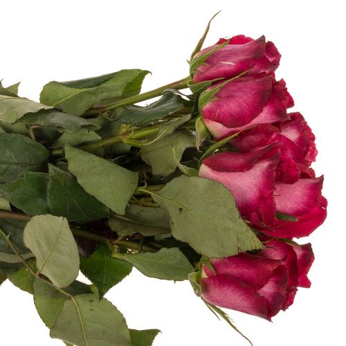 Rose fuchsia/rot Nicoletta 50cm