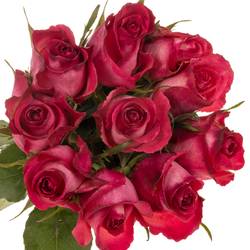 Rose fuchsia/rot Nicoletta 50cm
